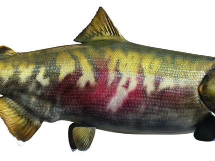 Collection image for: SALMON, CHUM