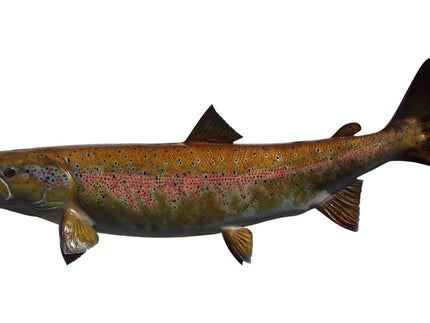 Collection image for: SALMON, ATLANTIC