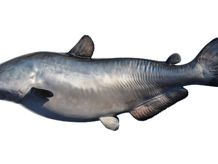 Collection image for: CATFISH