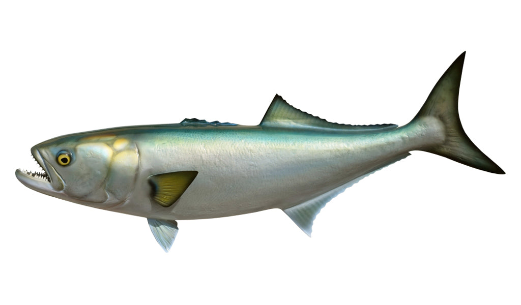 Bluefish Fish Mounts | King Sailfish Mounts