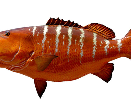 Collection image for: SNAPPER, CUBERA
