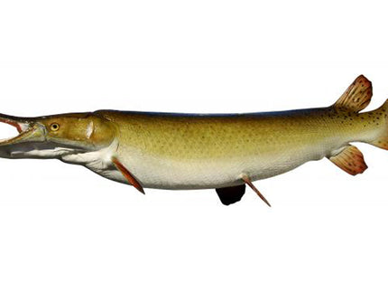 Collection image for: GAR