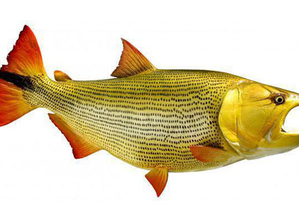 Collection image for: GOLDEN DORADO