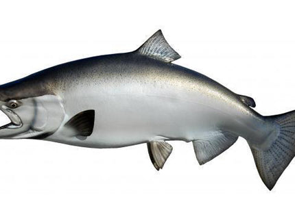 Collection image for: SALMON, KING