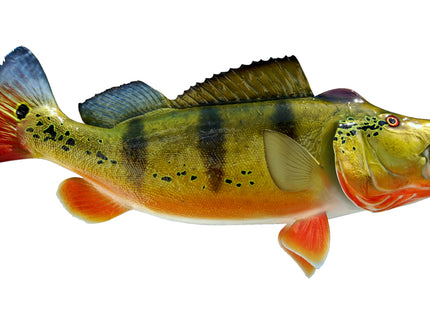 Collection image for: BASS, PEACOCK