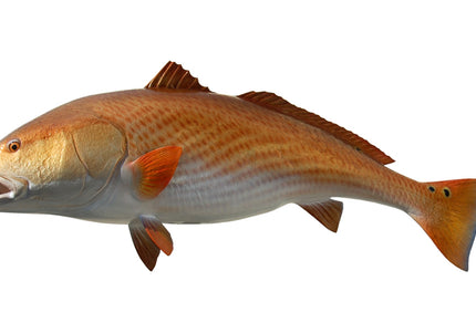 Collection image for: REDFISH