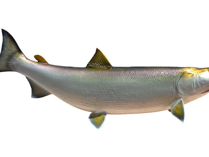 Collection image for: SHEEFISH