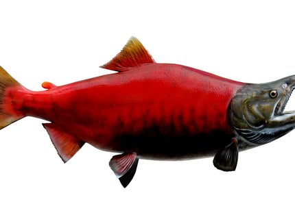 Collection image for: SALMON, SOCKEYE