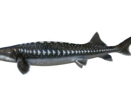 Collection image for: STURGEON, WHITE