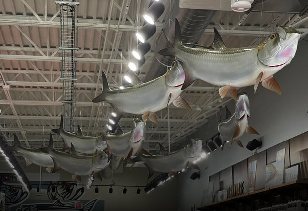 Freestanding & Suspended Fish Mounts