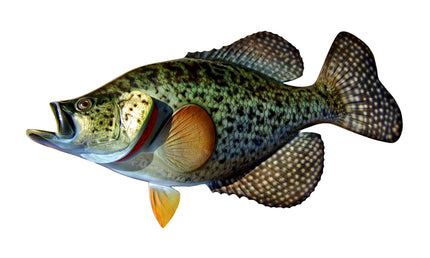 17-INCH CRAPPIE, HALF-SIDED