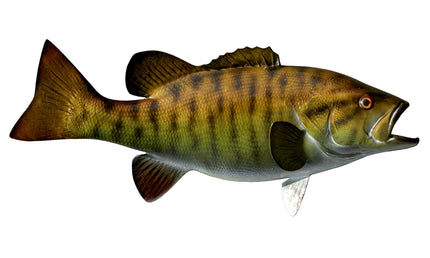 22-INCH SMALLMOUTH BASS, HALF-SIDED