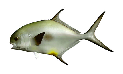 30-INCH PERMIT, HALF-SIDED