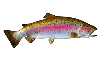 30-INCH RAINBOW TROUT, HALF-SIDED