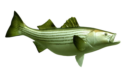 33-INCH STRIPED BASS, HALF-SIDED