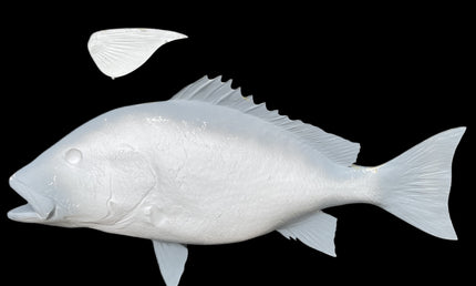 36-INCH RED SNAPPER BLANK, STANDARD
