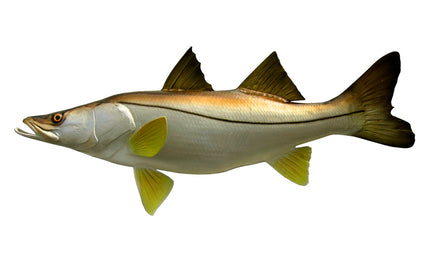 36-INCH SNOOK, HALF-SIDED