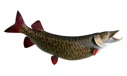 48-INCH MUSKELLUNGE, HALF-SIDED