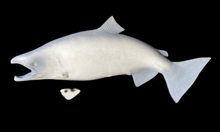 49-INCH KING SALMON BLANK, STANDARD