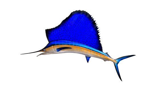 77-INCH SAILFISH, HALF-SIDED