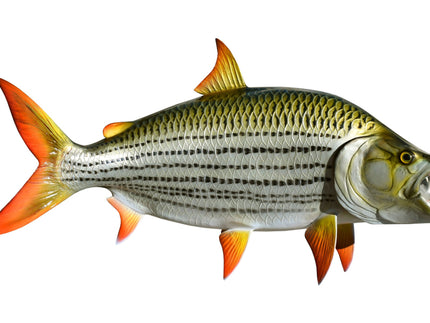 Collection image for: AFRICAN TIGERFISH