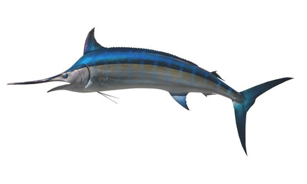 142-INCH BLACK MARLIN