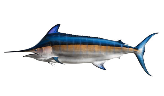 172-INCH BLACK MARLIN
