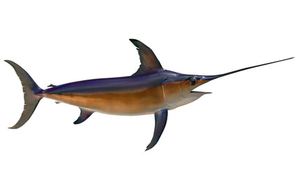 114-INCH BROADBILL SWORDFISH