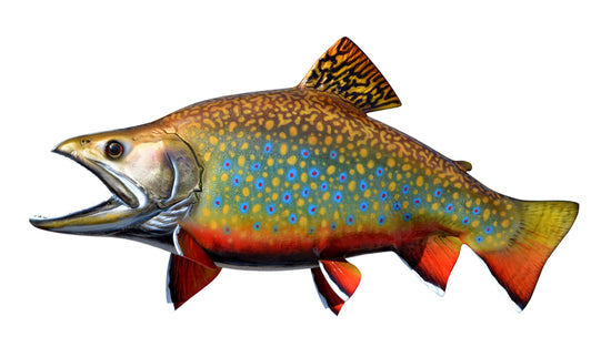 17-INCH BROOK TROUT