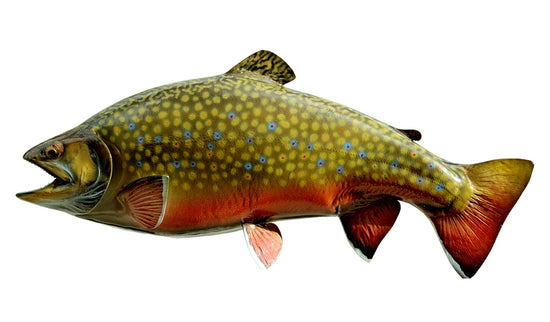 21-INCH BROOK TROUT