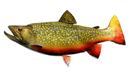 22-INCH BROOK TROUT