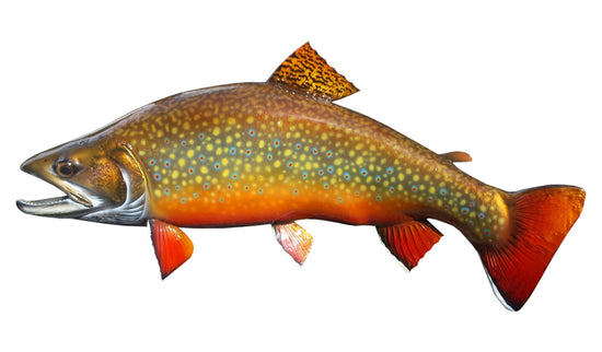25-INCH BROOK TROUT