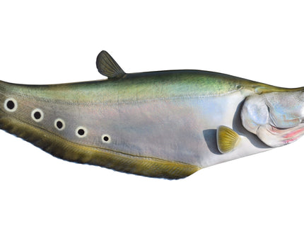 Collection image for: CLOWN KNIFEFISH