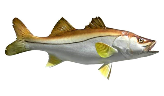 27-INCH FAT SNOOK