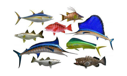 FISHERMAN'S DELIGHT!