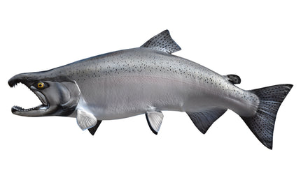 28-INCH KING SALMON (MALE)