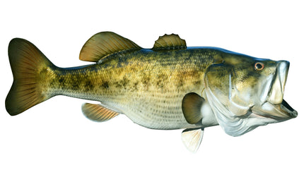 10-POUND LARGEMOUTH BASS