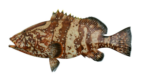 26-INCH NASSAU GROUPER