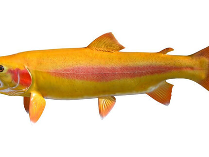 Collection image for: TROUT, PALOMINO