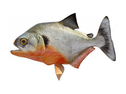 Collection image for: PIRANHA