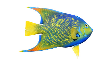 10-INCH QUEEN ANGELFISH