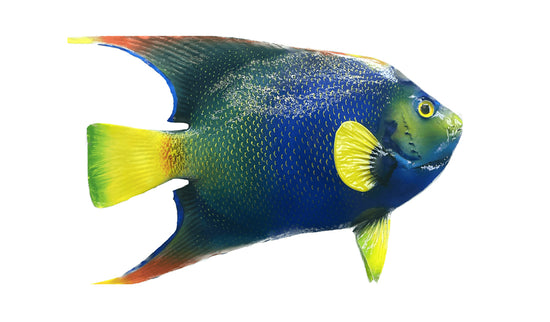 11-INCH QUEEN ANGELFISH