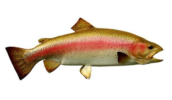 30-INCH RAINBOW TROUT