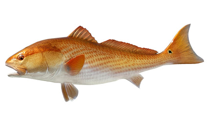 38-INCH REDFISH (L)