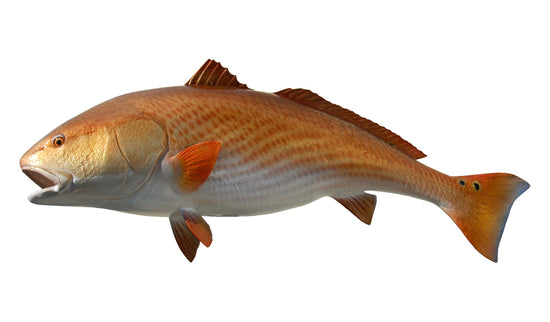 57-INCH REDFISH