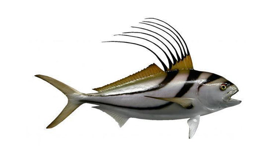 34-INCH ROOSTERFISH