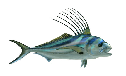 37-INCH ROOSTERFISH