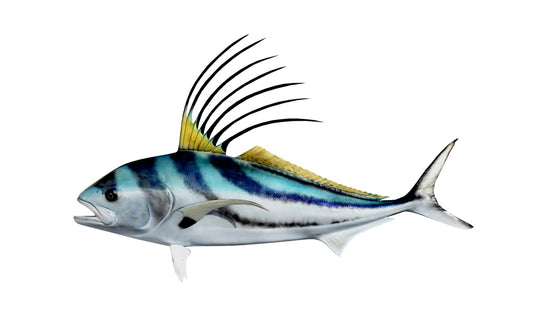 49-INCH ROOSTERFISH
