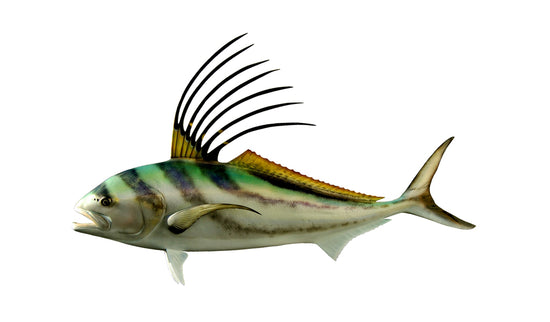 54-INCH ROOSTERFISH