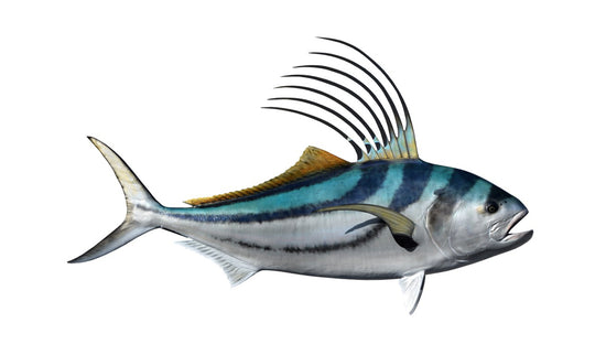 62-INCH ROOSTERFISH